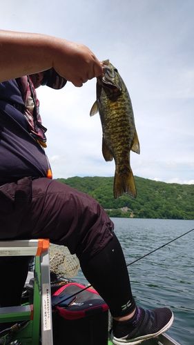 スモールマウスバス