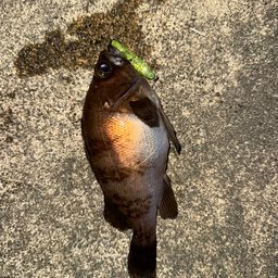 メバル
