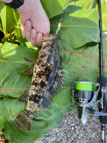 タケノコメバルの釣果