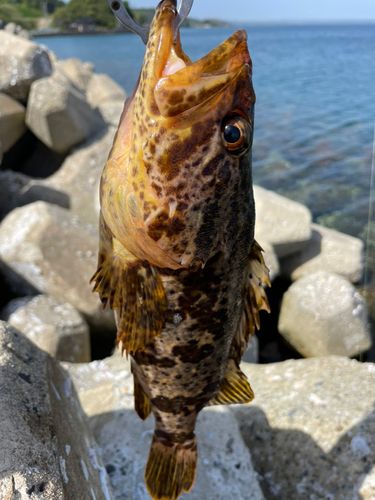 タケノコメバルの釣果