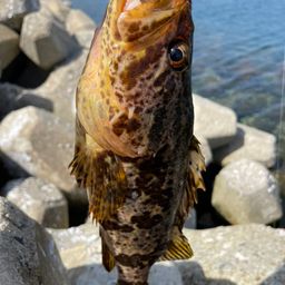 タケノコメバル