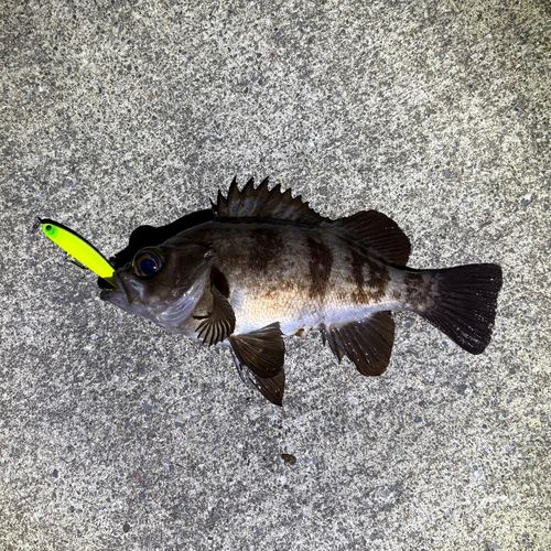 メバルの釣果