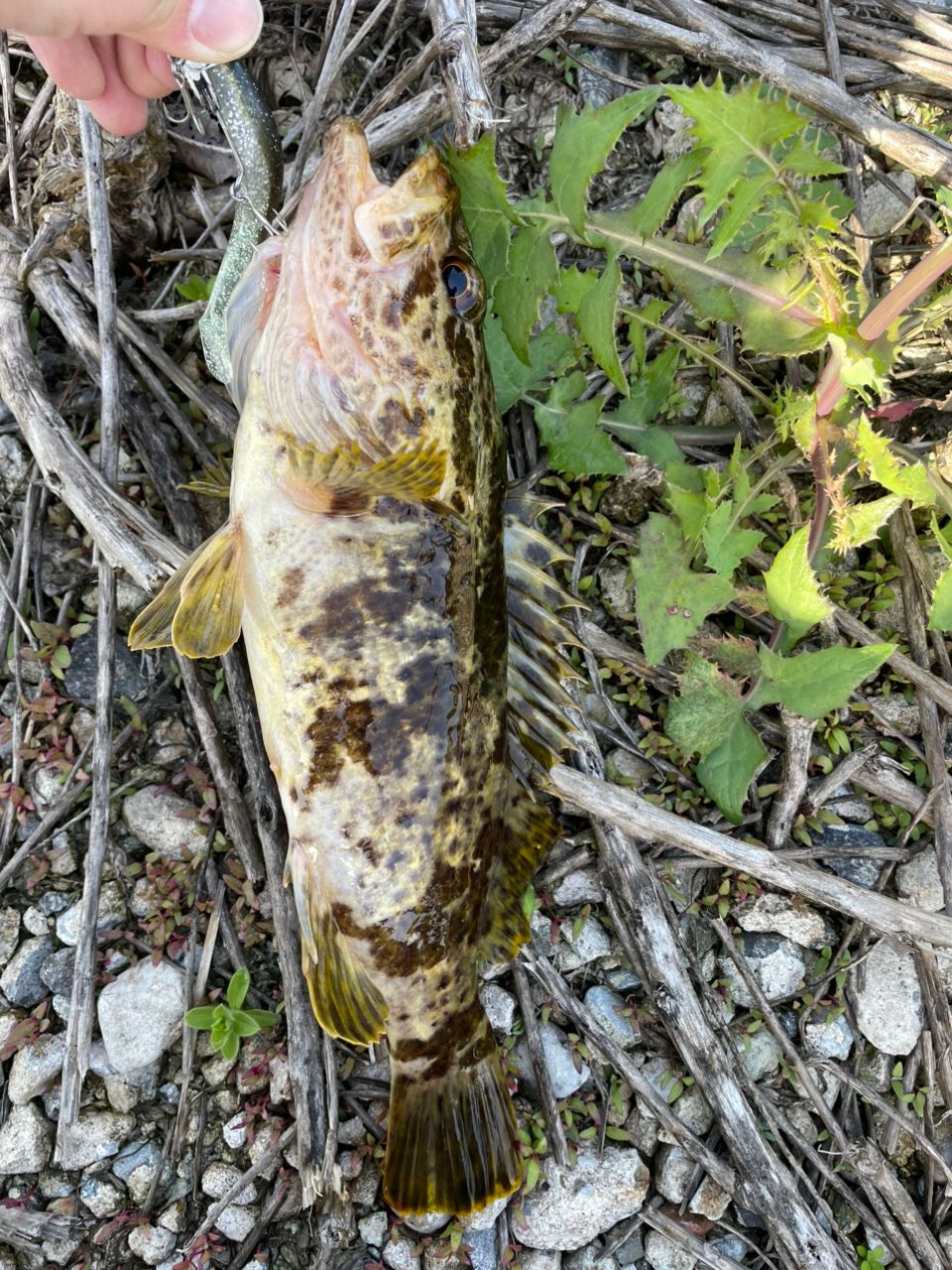 タケノコメバル