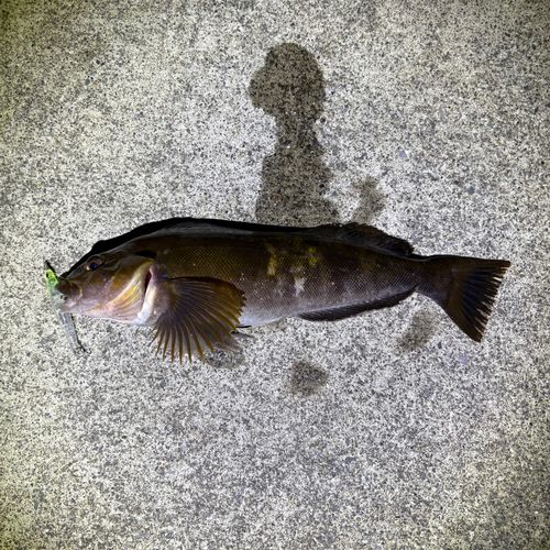 アイナメの釣果