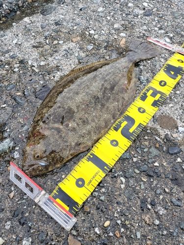 ヒラメの釣果