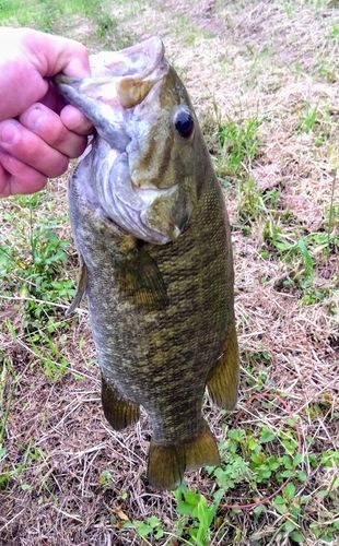 スモールマウスバスの釣果