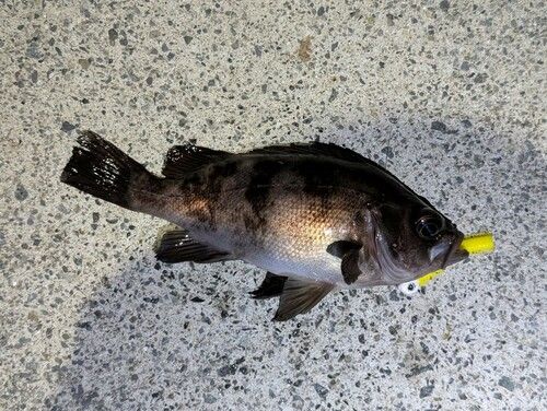 メバルの釣果