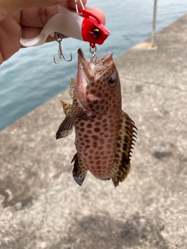 オオモンハタの釣果