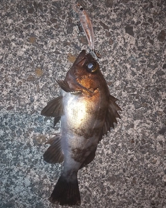 メバルの釣果