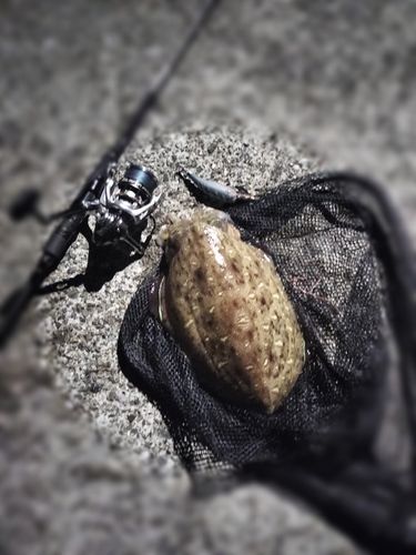 コウイカの釣果