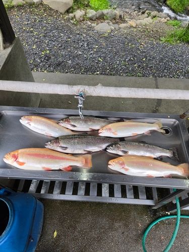 アルビノニジマスの釣果