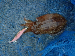 コウイカの釣果