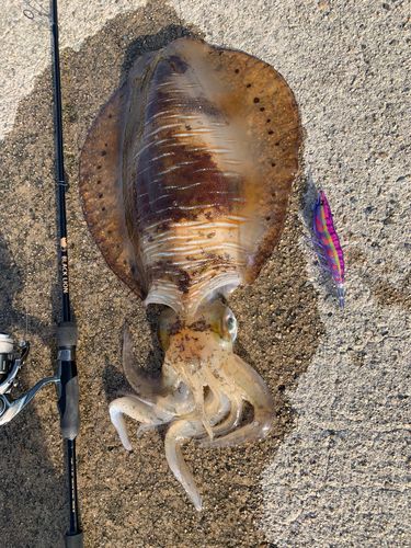 アオリイカの釣果