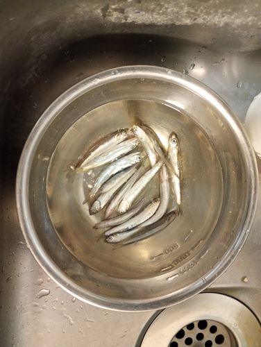 カタクチイワシの釣果