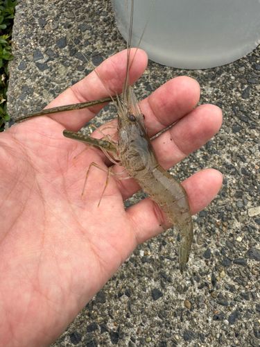 テナガエビの釣果