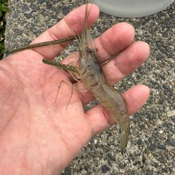テナガエビ