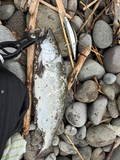 サクラマスの釣果