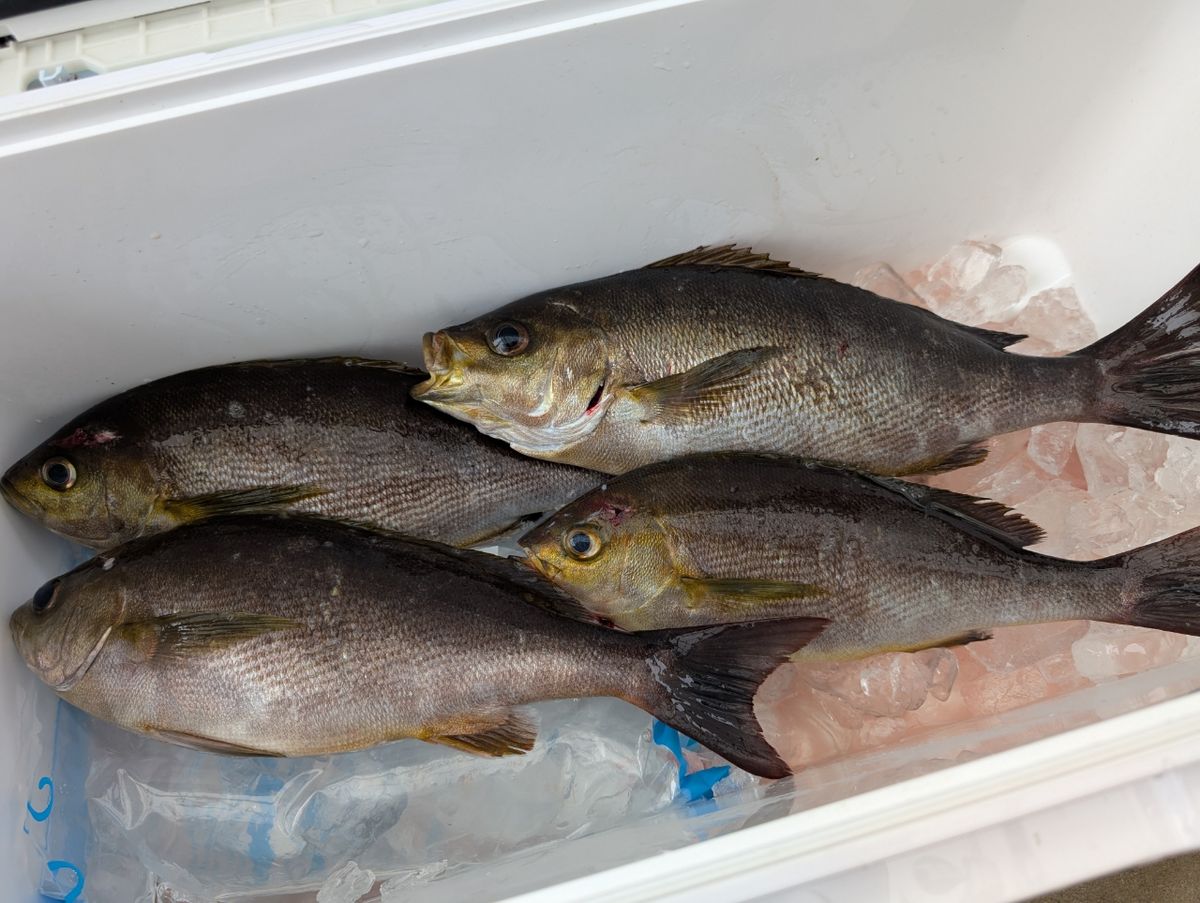リリースサイズさんの釣果 3枚目の画像
