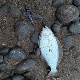 ヒラメ