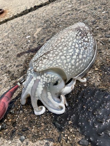 シリヤケイカの釣果