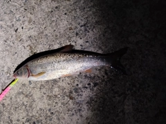 釣果