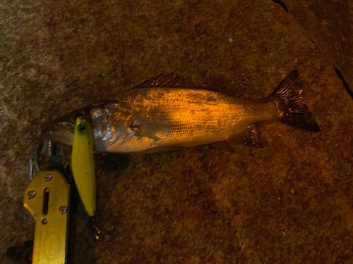 シーバスの釣果