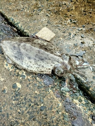 モンゴウイカの釣果
