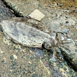モンゴウイカ