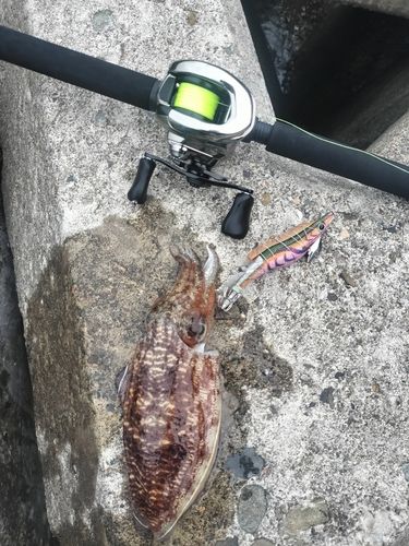 コウイカの釣果