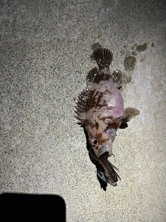 オウゴンムラソイの釣果