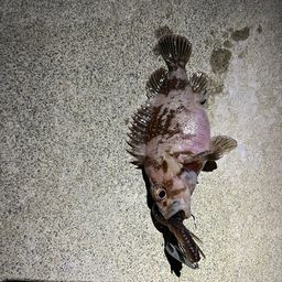 オウゴンムラソイ