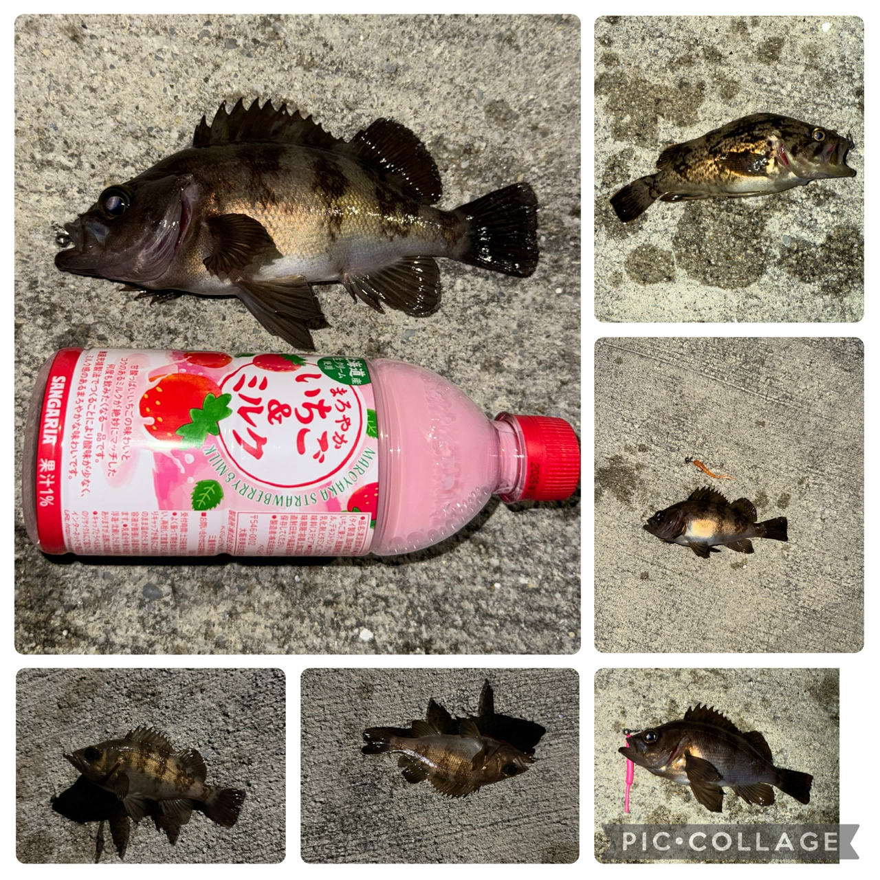 本日の買取情報）シマノ 18ポイズンアドレナ173MH－2