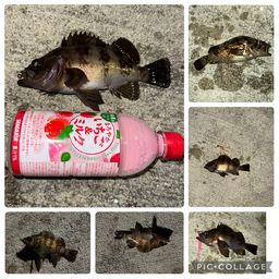 メバル