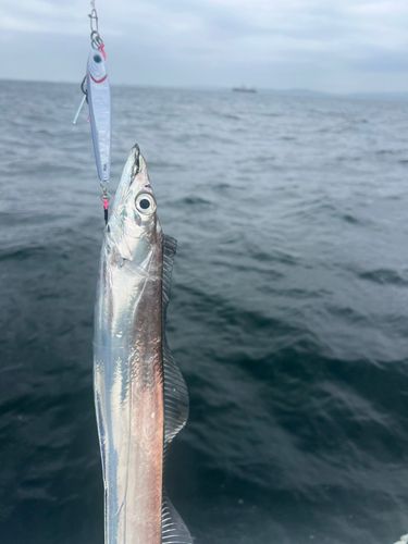 タチウオの釣果