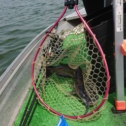 アメリカンキャットフィッシュ