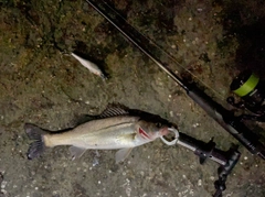 セイゴ（マルスズキ）の釣果