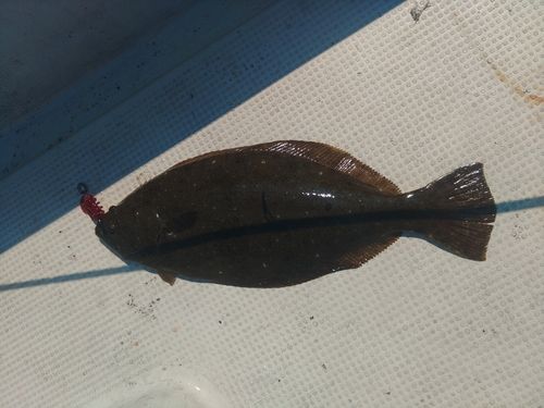 ヒラメの釣果