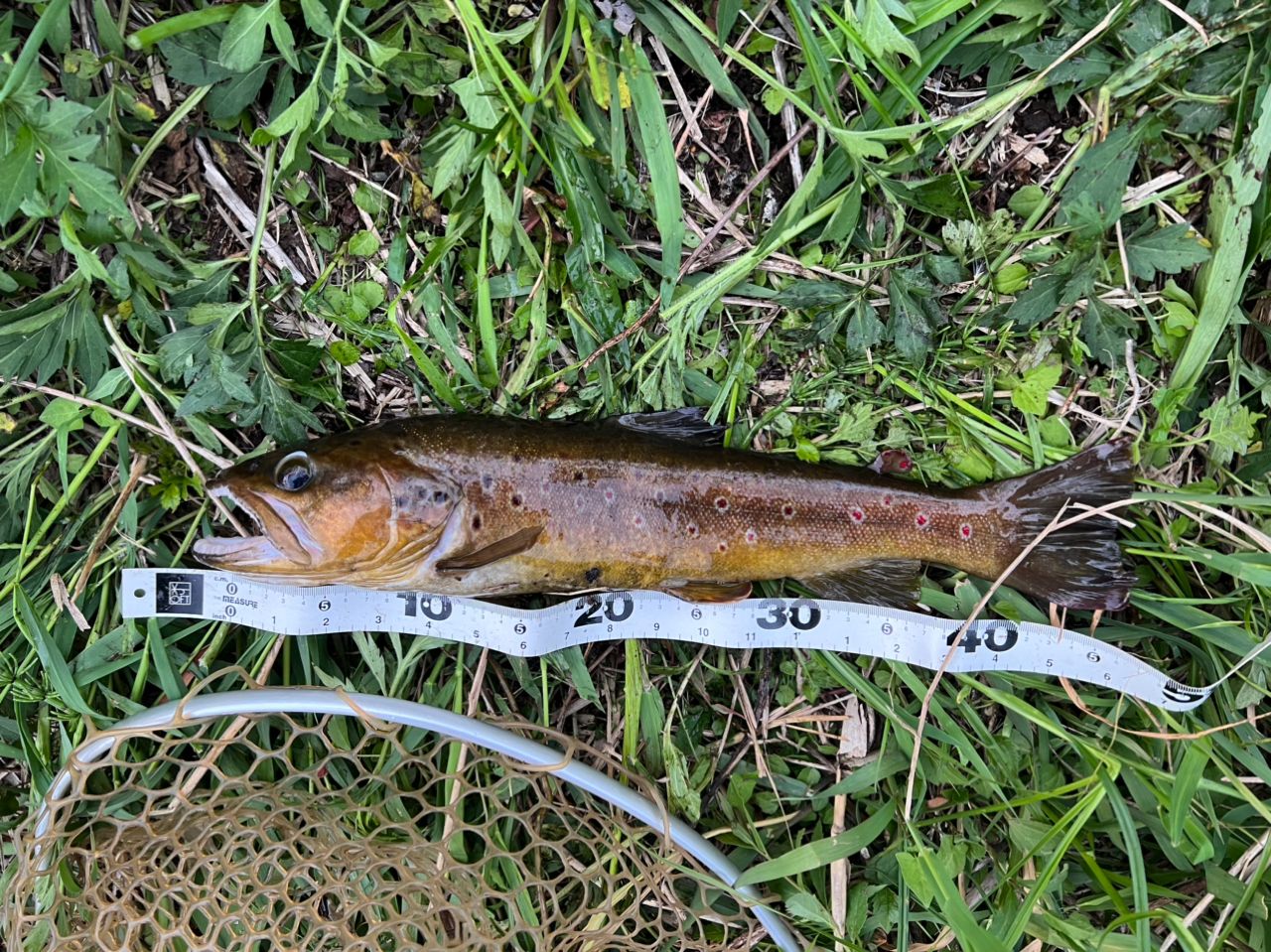 ブラウントラウト