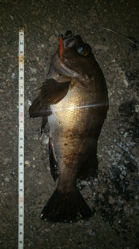 アカメバルの釣果