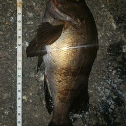 アカメバル