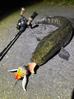 ライギョの釣果