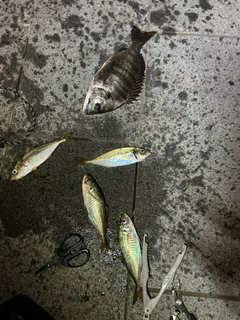 アジの釣果