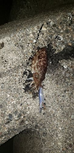 コウイカの釣果