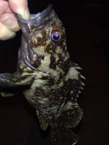オウゴンムラソイの釣果