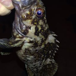 オウゴンムラソイ
