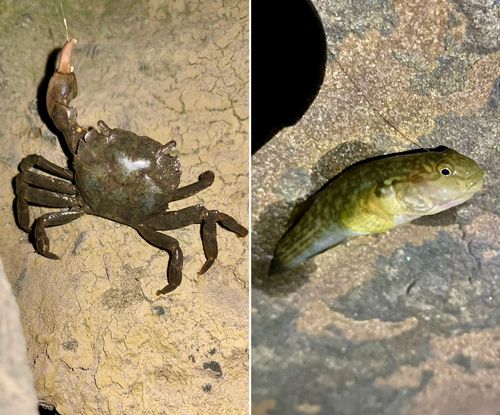 ヌマチチブの釣果