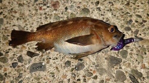 エゾメバルの釣果