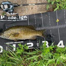 スモールマウスバス