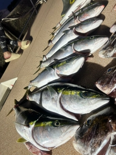 ヤズの釣果