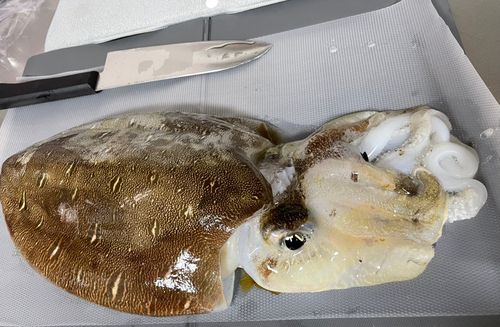 モンゴウイカの釣果